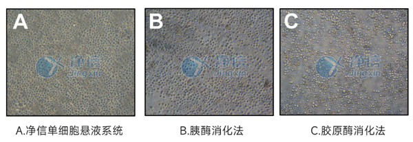 顯微鏡下觀察不同處理方法的細(xì)胞形態(tài).png
